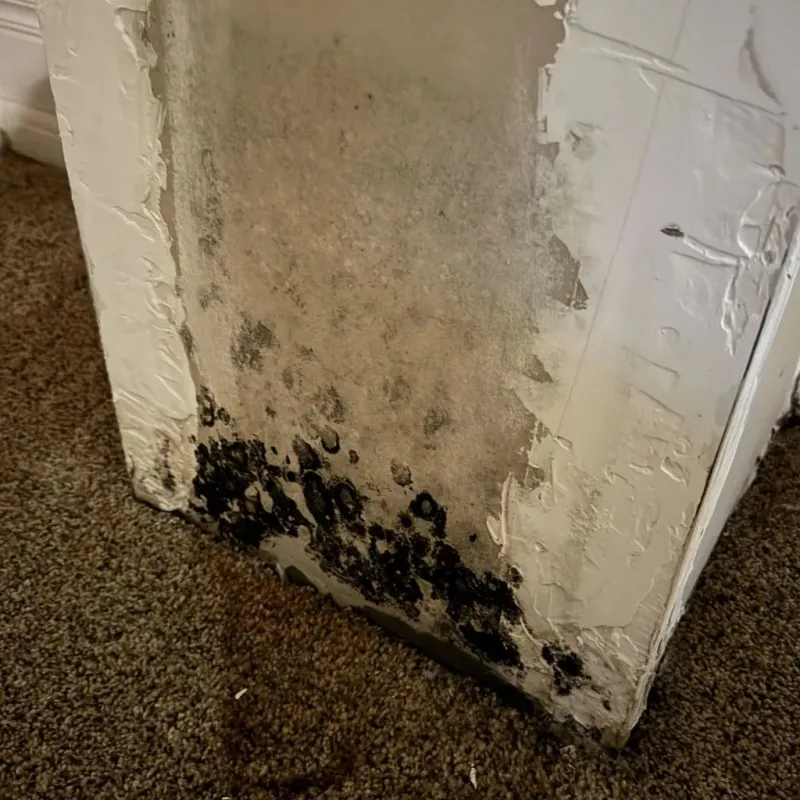 Professional Mold Removal in East Haddam, CT